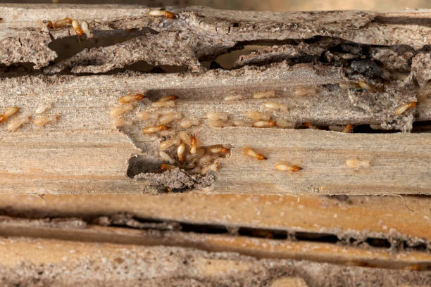 Best Termite Control Services  in North Newton, KS